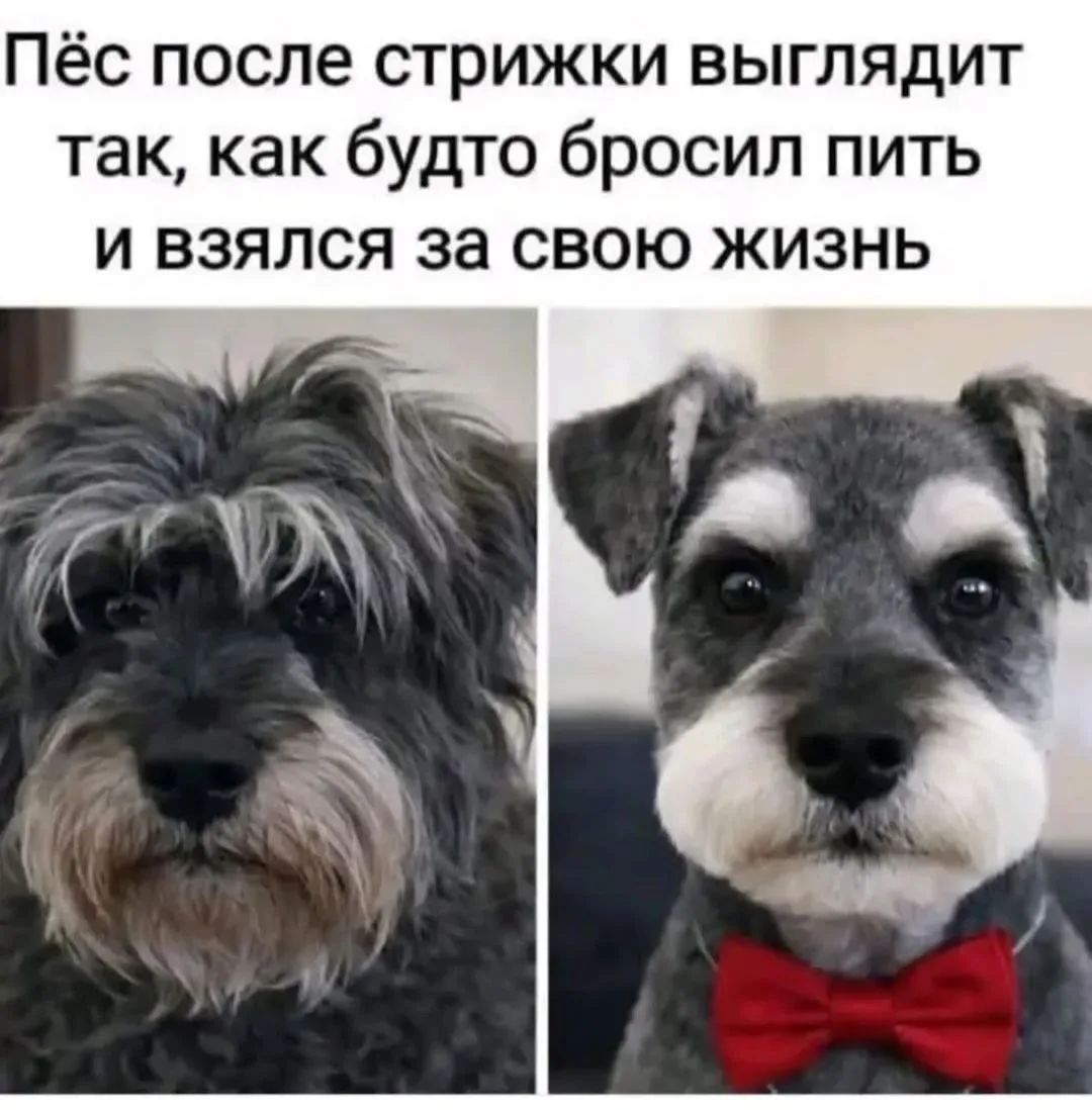 Пёс после стрижки выглядит так, как будто бросил пить и взялся за свою жизнь