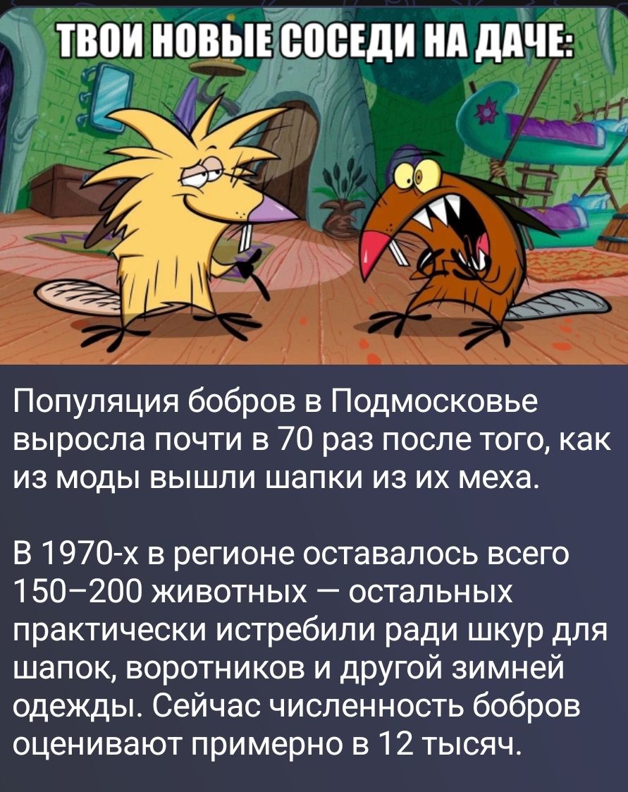 ТВОИ НОВЫЕ СОСЕДИ НА ДАЧЕ:
Популяция бобров в Подмосковье выросла почти в 70 раз после того, как из моды вышли шапки из их меха.
В 1970-х в регионе оставалось всего 150–200 животных — остальных практически истребили ради шкур для шапок, воротников и другой зимней одежды. Сейчас численность бобров оценивают примерно в 12 тысяч.