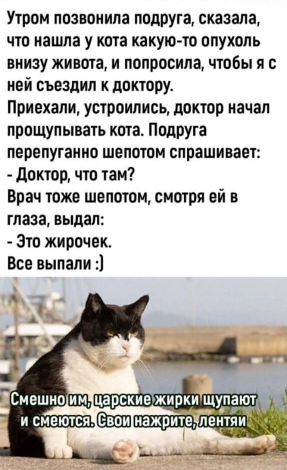 Утром позвонила подруга, сказала, что нашла у кота какую-то опухоль внизу живота, и попросила, чтобы я с ней съездил к доктору. Приехали, устроились, доктор начал прощупывать кота. Подруга перепуганно шепотом спрашивает: - Доктор, что там? Врач тоже шепотом, смотря ей в глаза, выдал: - Это жирочек. Все выпали :) Смешно им, царские жирки щупают и