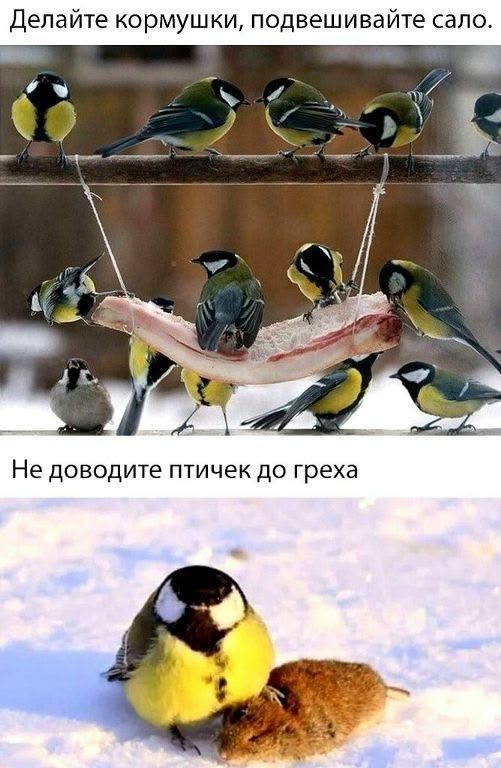 Делайте кормушки, подвешивайте сало. Не доводите птичек до греха