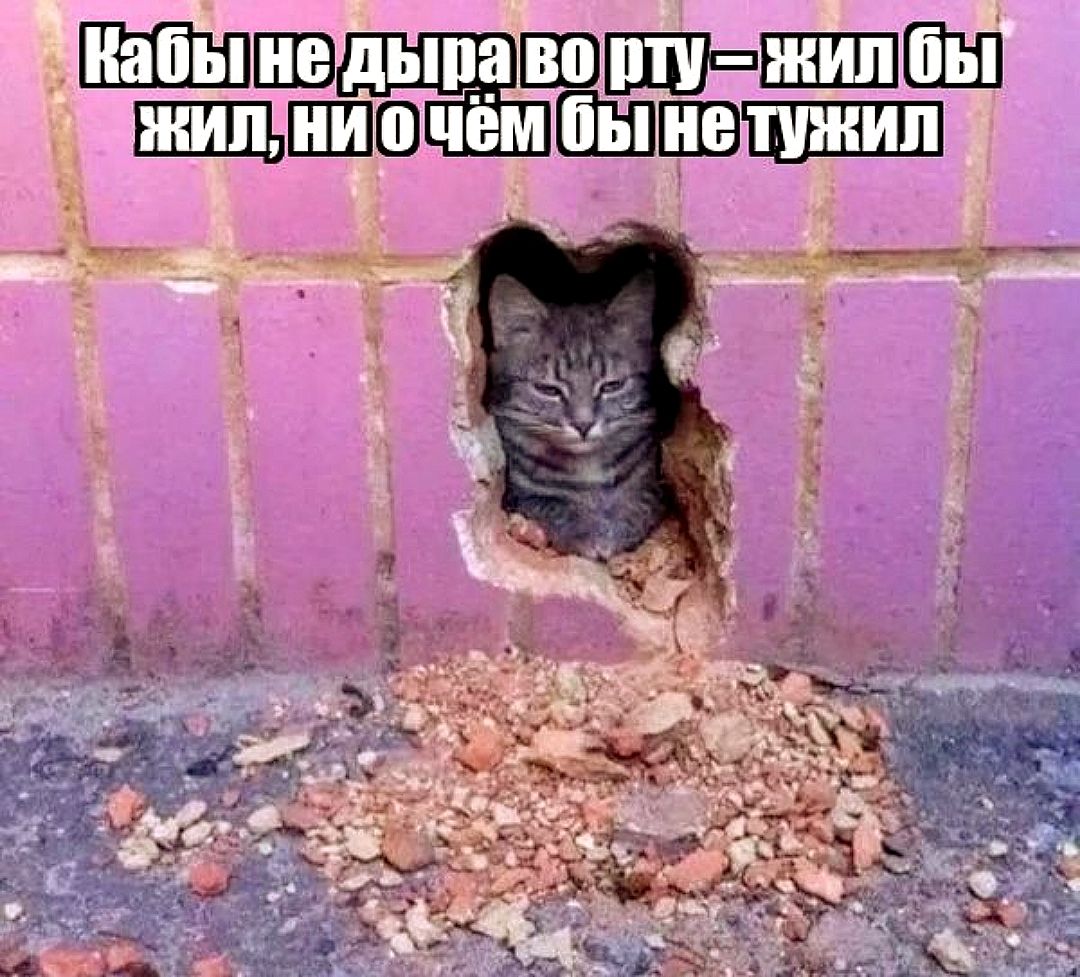Кабы не дыра во рту - жил бы жил, ни о чём бы не тужил