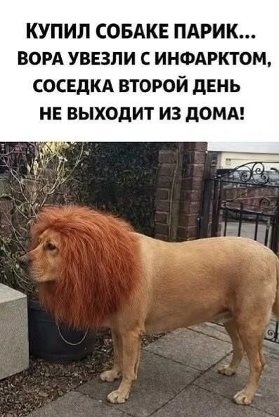 КУПИЛ СОБАКЕ ПАРИК... ВОРА УВЕЗЛИ С ИНФАРКТОМ, СОСЕДКА ВТОРОЙ ДЕНЬ НЕ ВЫХОДИТ ИЗ ДОМА!