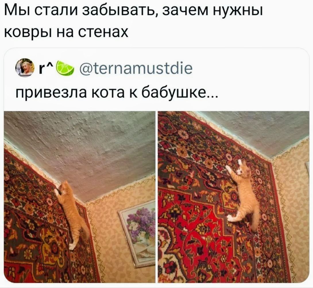 Мы стали забывать, зачем нужны ковры на стенах r^ @ternamustdie привезла кота к бабушке...