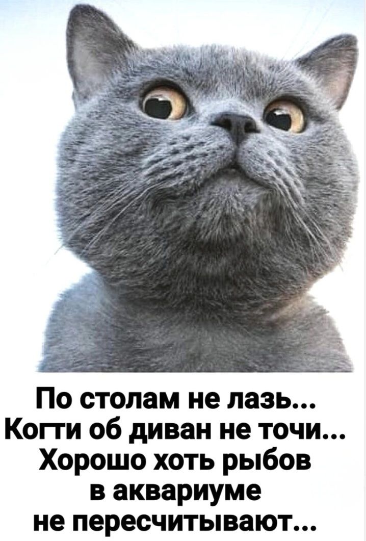По столам не лазь... Когти об диван не точи... Хорошо хоть рыбов в аквариуме не пересчитывают...