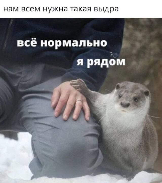 нам всем нужна такая выдра всё нормально я рядом
