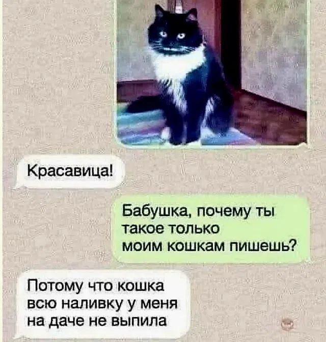 Красавица! Бабушка, почему ты такое только моим кошкам пишешь? Потому что кошка всю наливку у меня на даче не выпила