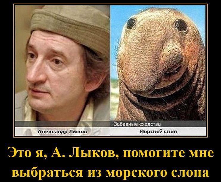 Забавные сходства Александр Лыков Морской слон Это я, А. Лыков, помогите мне выбраться из морского слона