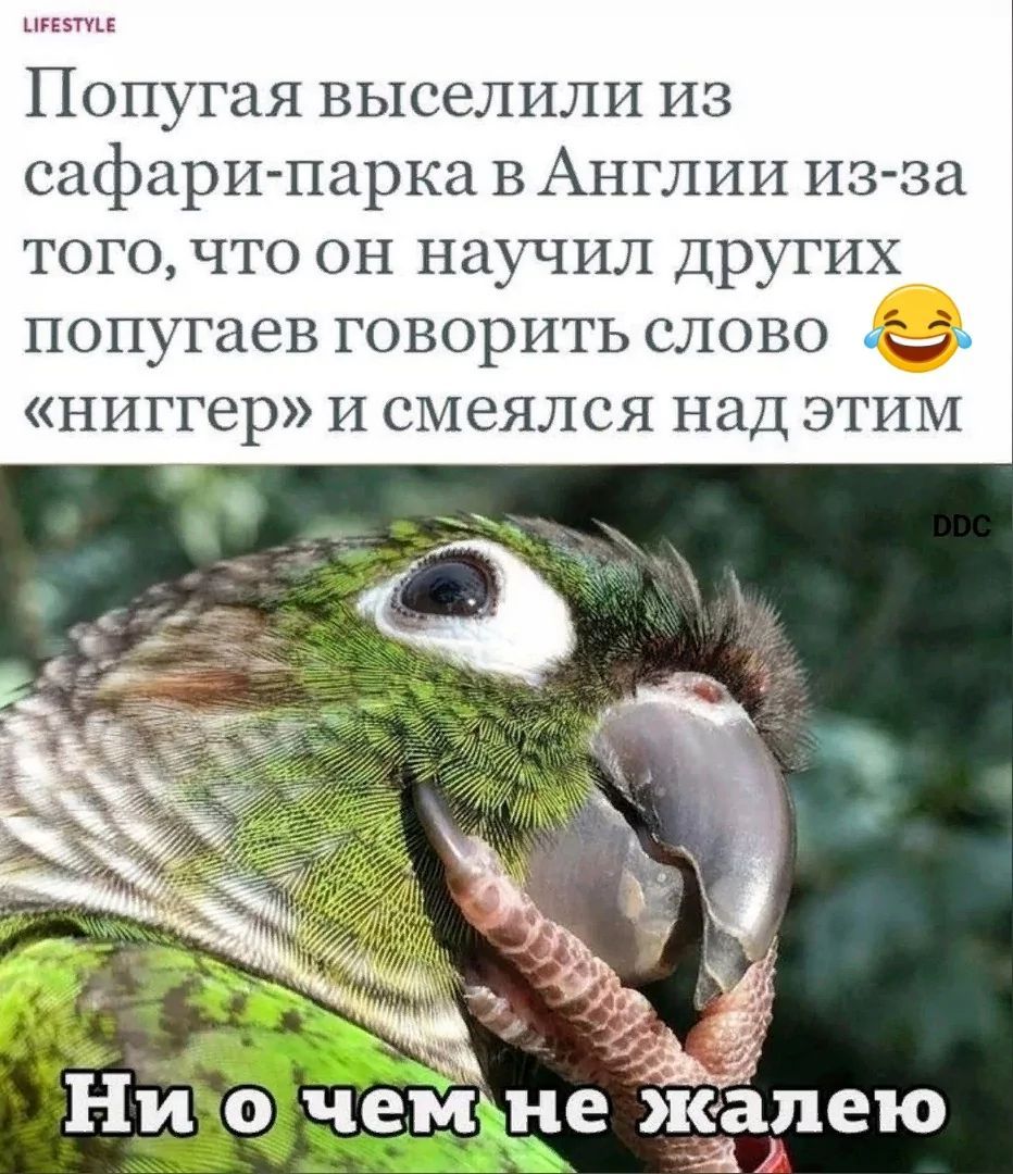 LIFESTYLE Попугая выселили из сафари-парка в Англии из-за того, что он научил других попугаев говорить слово «ниггер» и смеялся над этим Ни о чем не жалею