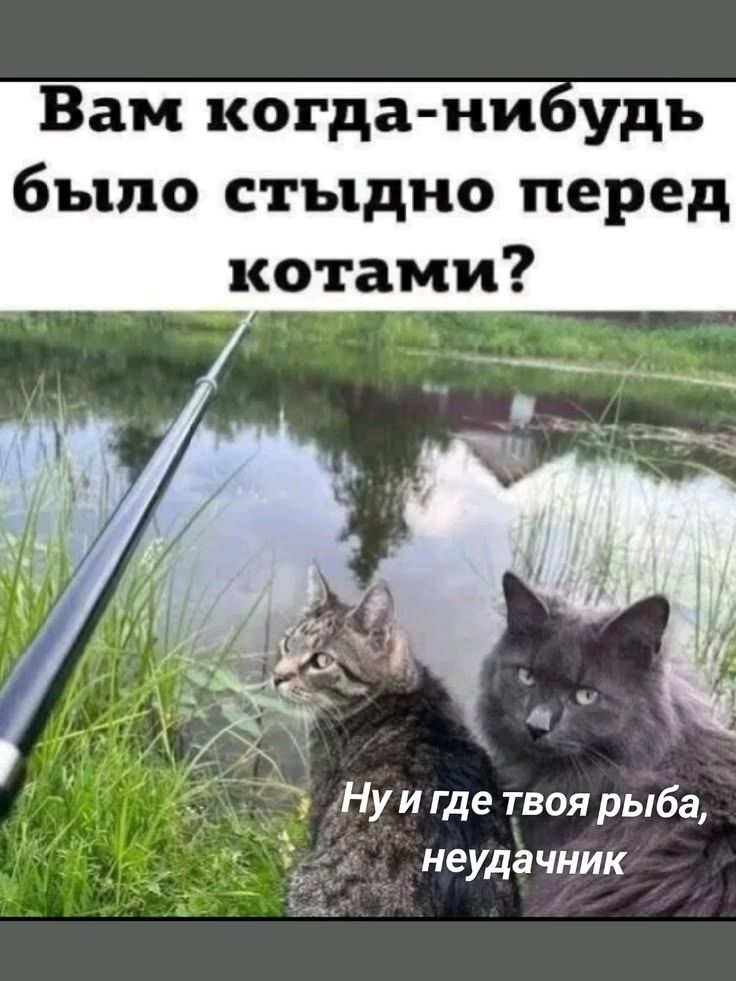 Вам когда-нибудь было стыдно перед котами? Ну и где твоя рыба, неудачник