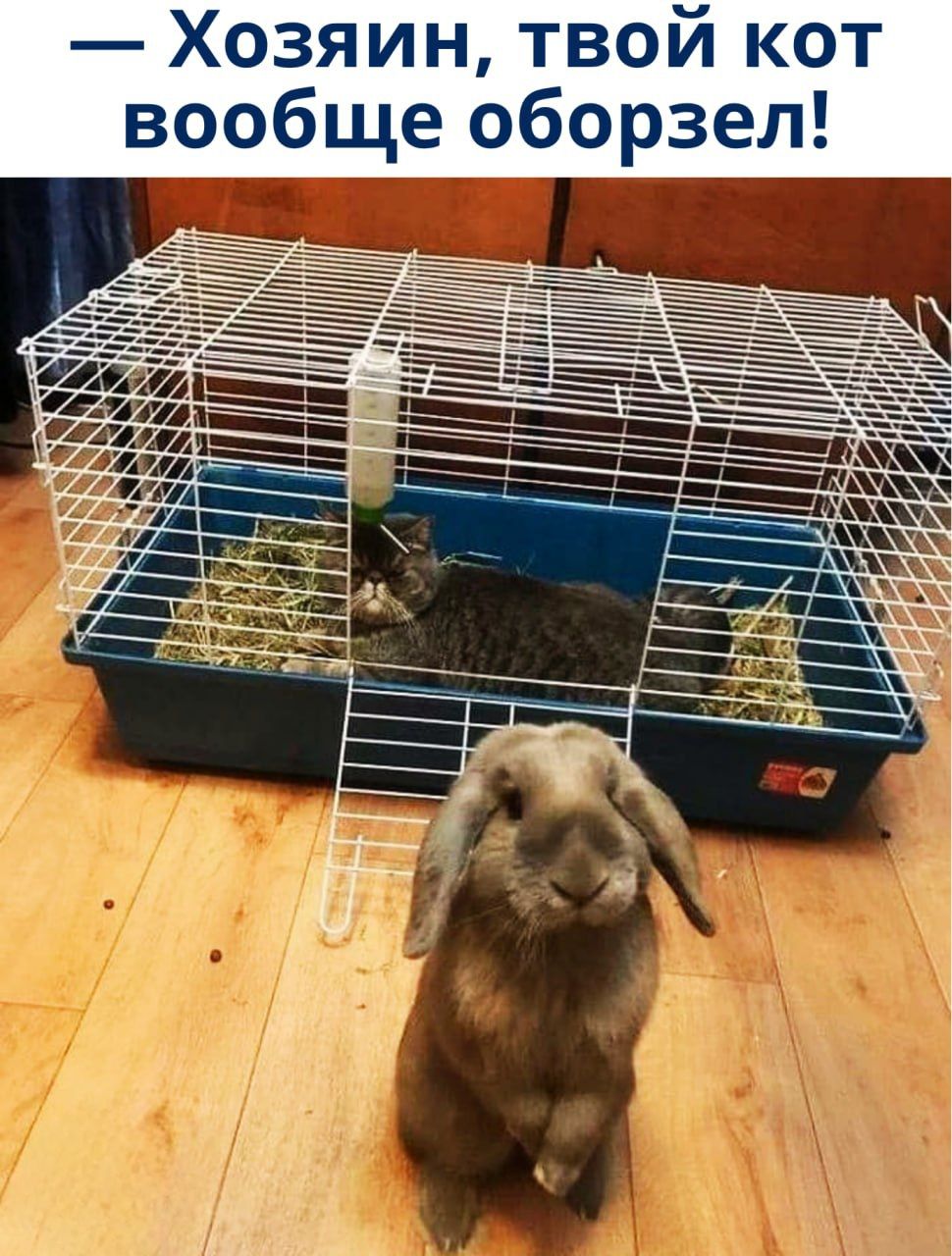 — Хозяин, твой кот вообще оборзел!