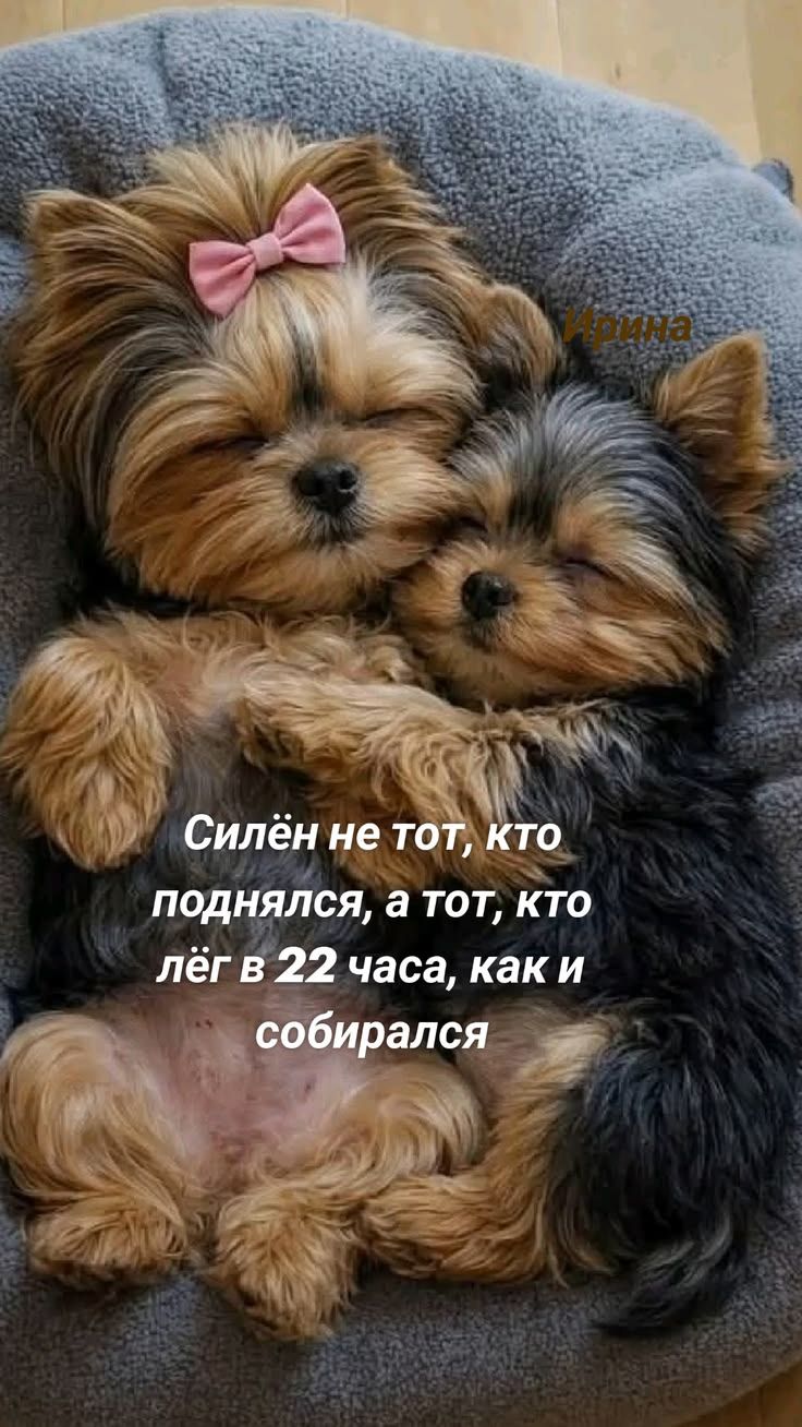 Силён не тот, кто поднялся, а тот, кто лёг в 22 часа, как и собирался