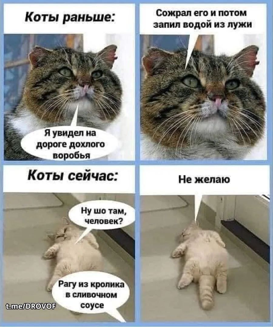 Коты раньше: Я увидел на дороге дохлого воробья Сожрал его и потом запил водой из лужи Коты сейчас: Ну шо там, человек? Рагу из кролика в сливочном соусе Не желаю t.me/DROVOF