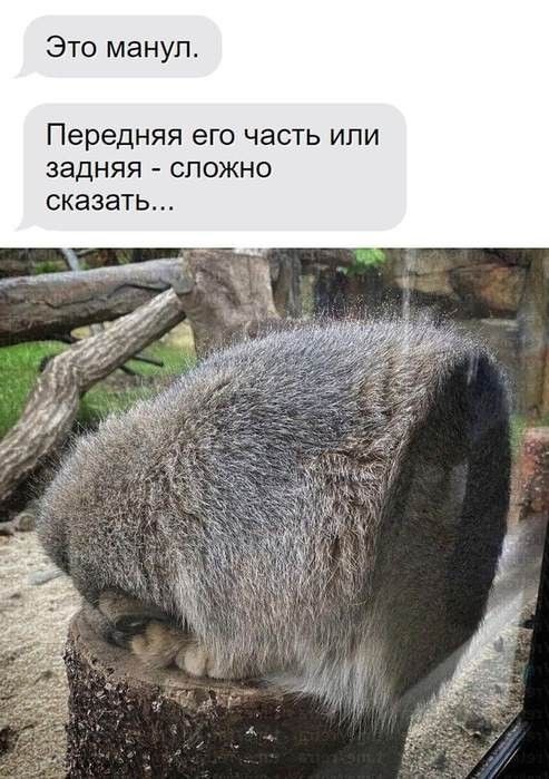 Это манул. Передняя его часть или задняя - сложно сказать...