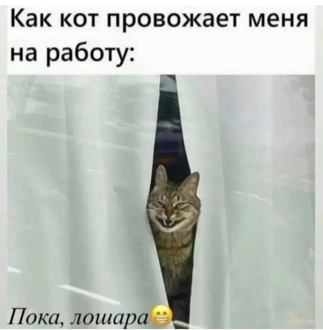 Как кот провожает меня на работу: Пока, лошара