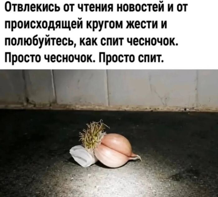 Отвлекись от чтения новостей и от происходящей кругом жести и полюбуйтесь, как спит чесночок. Просто чесночок. Просто спит.