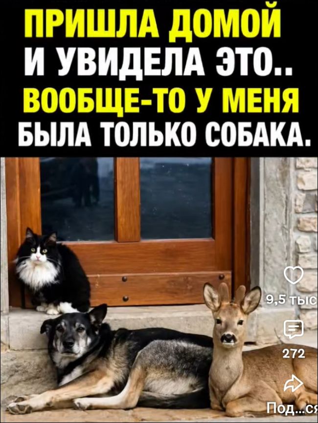 ПРИШЛА ДОМОЙ И УВИДЕЛА ЭТО.. ВООБЩЕ-ТО У МЕНЯ БЫЛА ТОЛЬКО СОБАКА.
