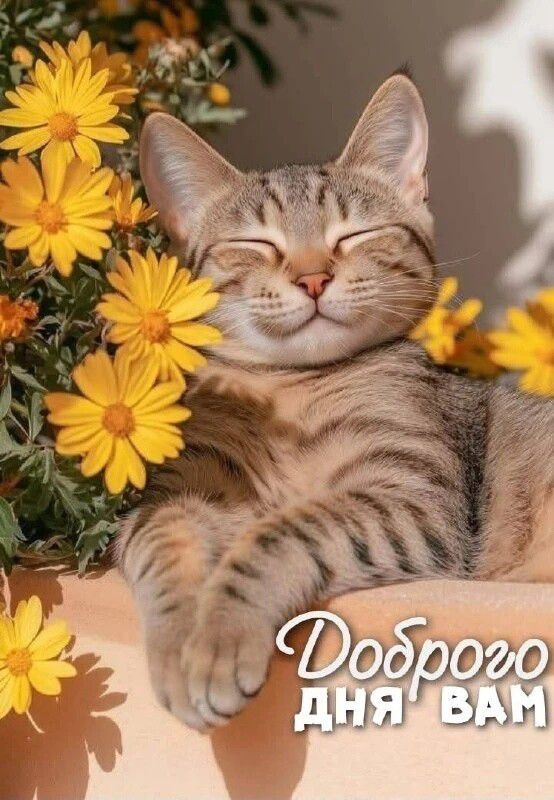 Доброго дня вам