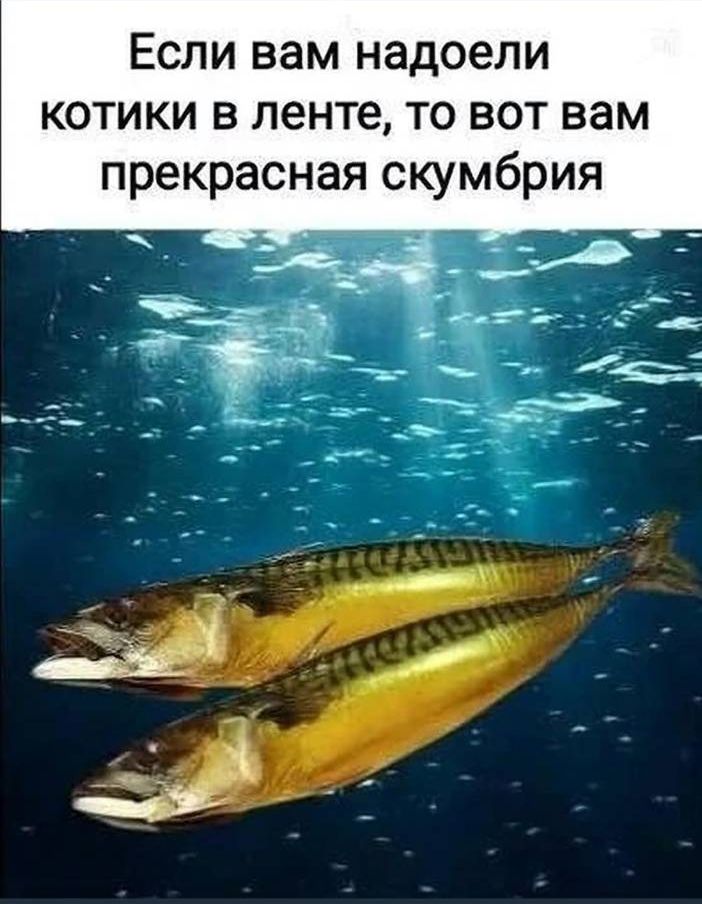 Если вам надоели котики в ленте, то вот вам прекрасная скумбрия