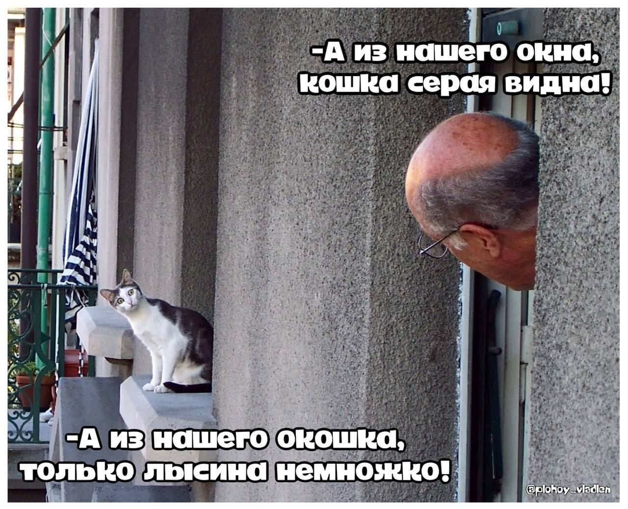 А из нашего окна, кошка серая видна! -А из нашего окошка, только лысина немножко!