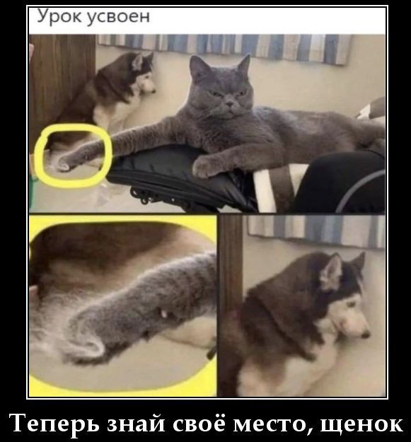 Урок усвоен. Теперь знай своё место, щенок