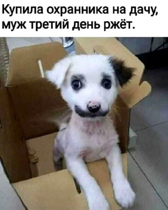 Купила охранника на дачу, муж третий день ржёт.