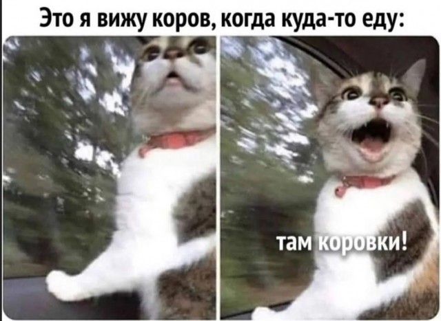 Это я вижу коров, когда куда-то еду: там коровки!