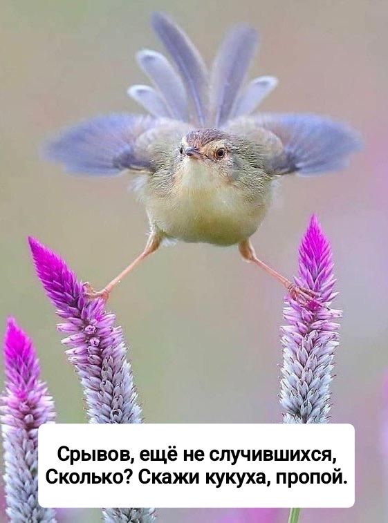 Срывов, ещё не случившихся, Сколько? Скажи кукуха, пропой.
