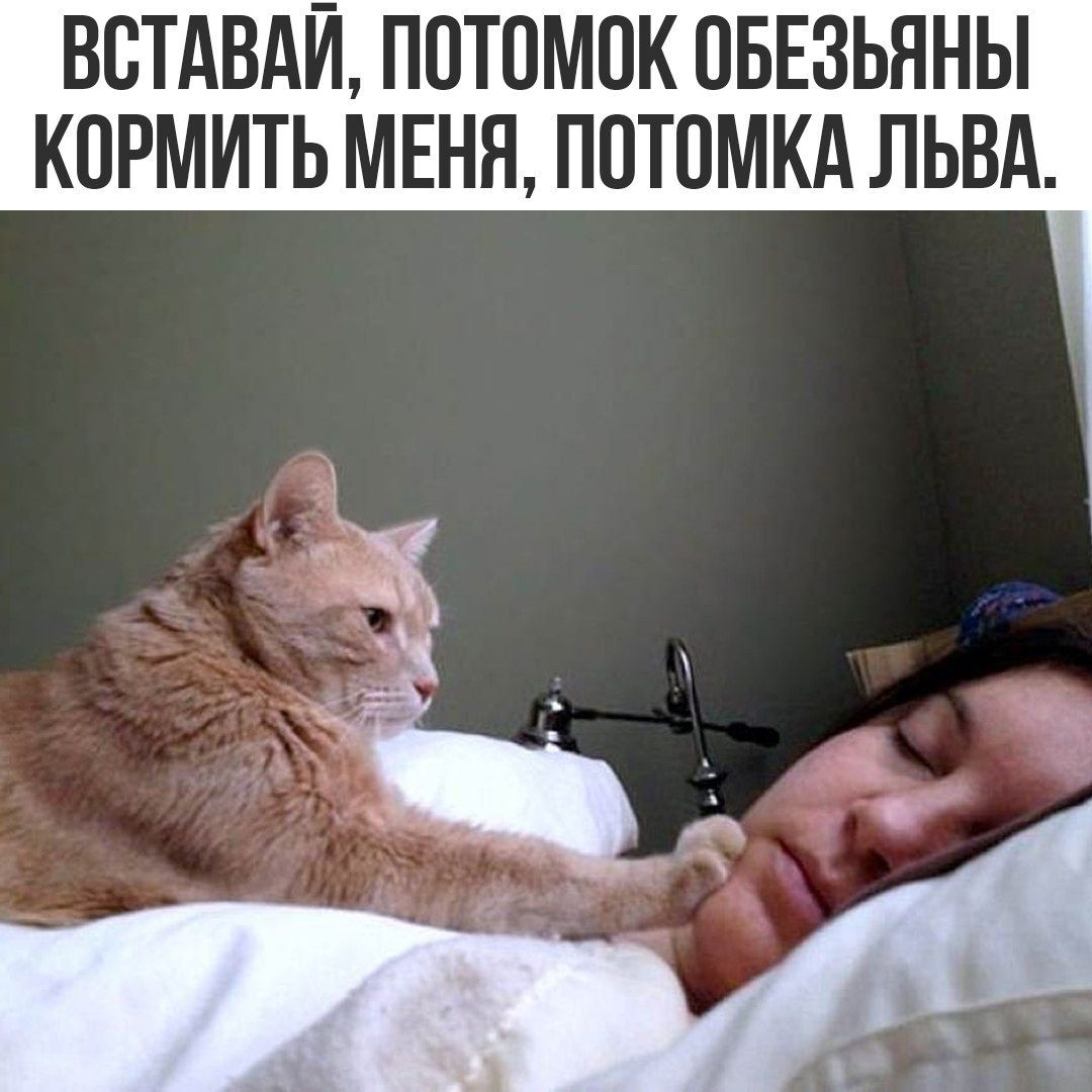 Вставай, потомки обезьяны, кормить меня, потомка льва.
