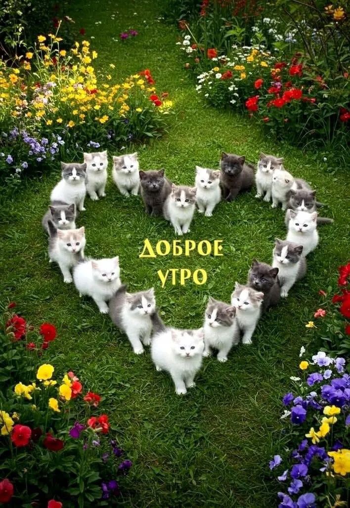 ДОБРОЕ УТРО. Множество милых котят выстроились в форме сердца на зеленой траве, окруженной цветами.