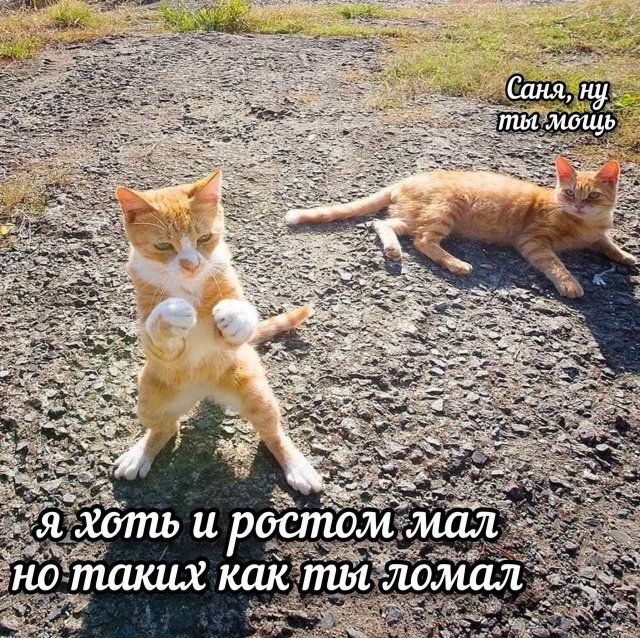 Саня, ну ты мощь я хоть и ростом мал но таких как ты ломал