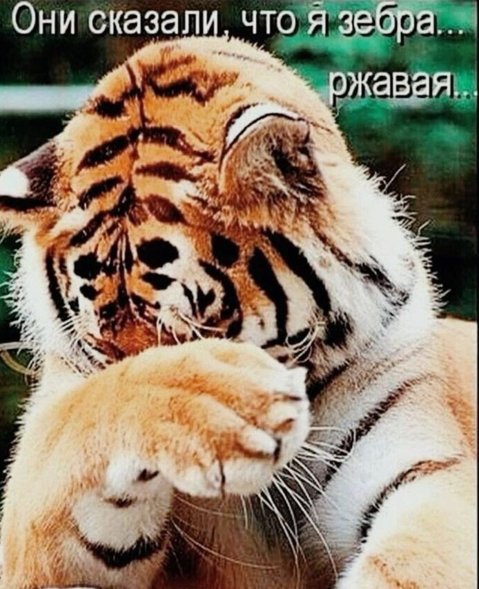 Они сказали, что я зебра... ржавая...