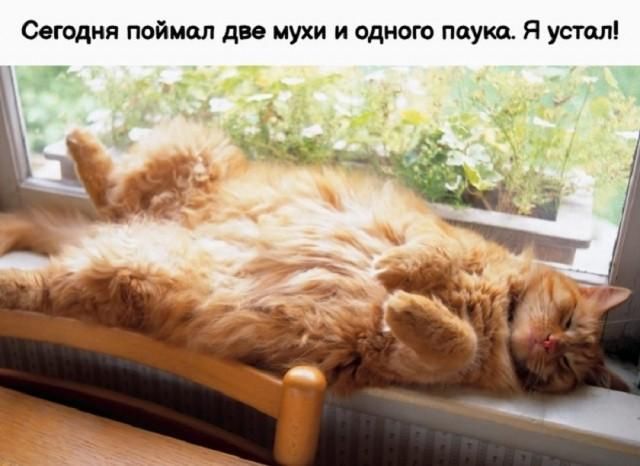 Сегодня поймал две мухи и одного паука. Я устал!