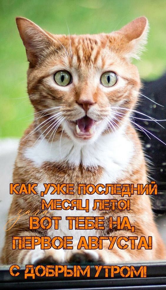 КАК УЖЕ ПОСЛЕДНИЙ МЕСЯЦ ЛЕТО! ВОТ ТЕБЕ НА, ПЕРВОЕ АВГУСТА! С ДОБРЫМ УТРОМ!
