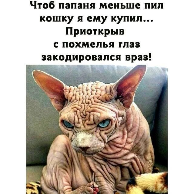 Чтоб папаня меньше пил кошку я ею купил... Приоткрыв с похмелья глаз закодировался враз!