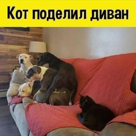Кот поделил диван