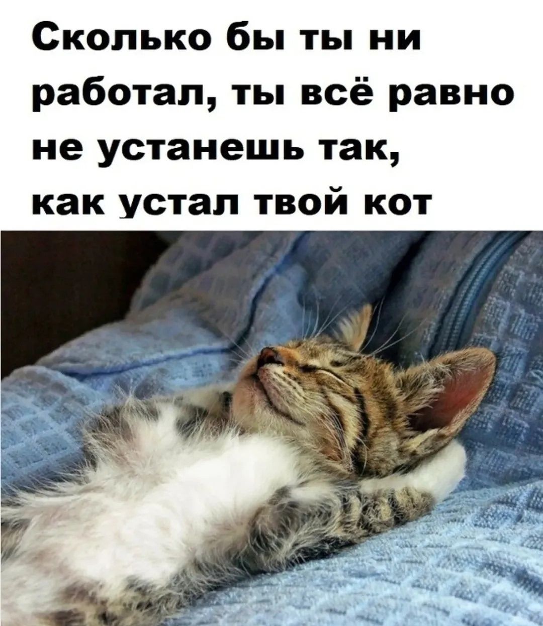 Сколько бы ты ни работал, ты всё равно не устанешь так, как устал твой кот