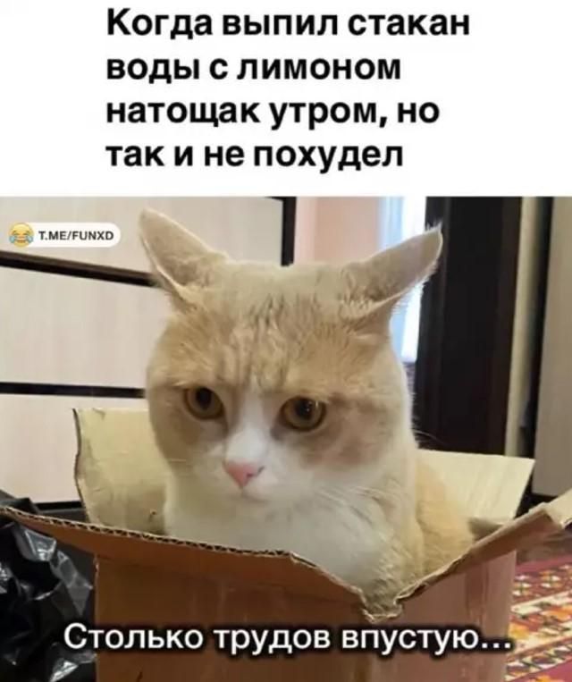 Когда выпил стакан воды с лимоном натощак утром, но так и не похудел. Столько трудов впустую...