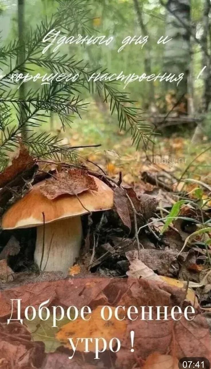 Удачного дня и хорошего настроения! Доброе осеннее утро!