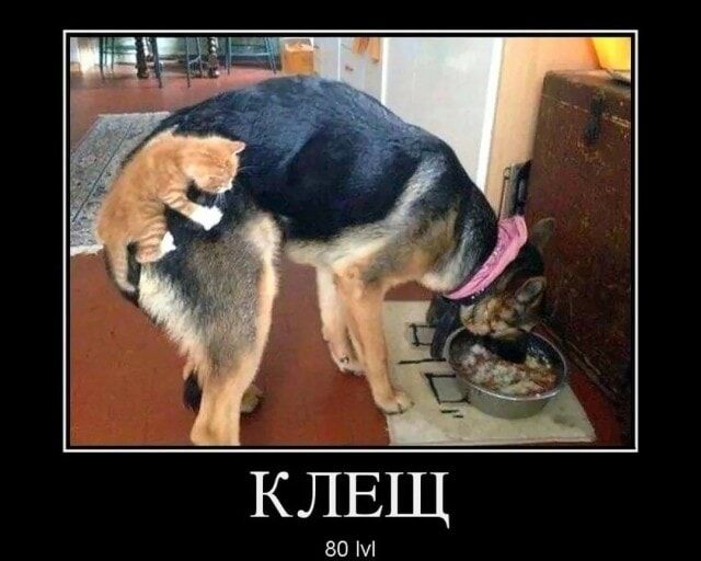 КЛЕЩ 80 lvl