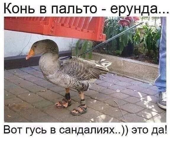Конь в пальто - ерунда... Вот гусь в сандалиях..)) это да!