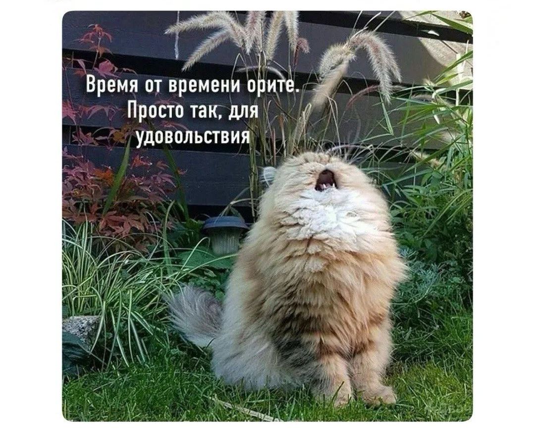 Время от времени орите. Просто так, для удовольствия