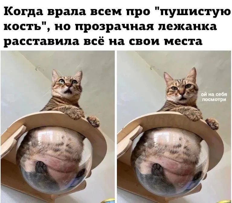Когда врала всем про 'пушистую кость', но прозрачная лежанка расставила всё на свои места. ой на себя посмотри