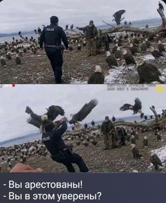 POLICE - Вы арестованы! - Вы в этом уверены?