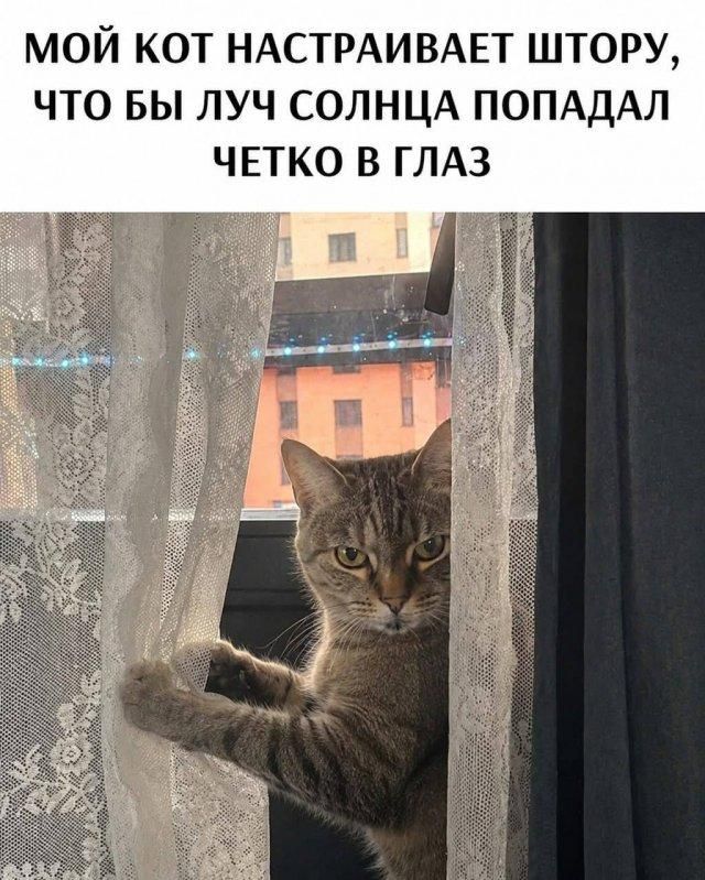МОЙ КОТ НАСТРАИВАЕТ ШТОРУ, ЧТО БЫ ЛУЧ СОЛНЦА ПОПАДАЛ ЧЕТКО В ГЛАЗ