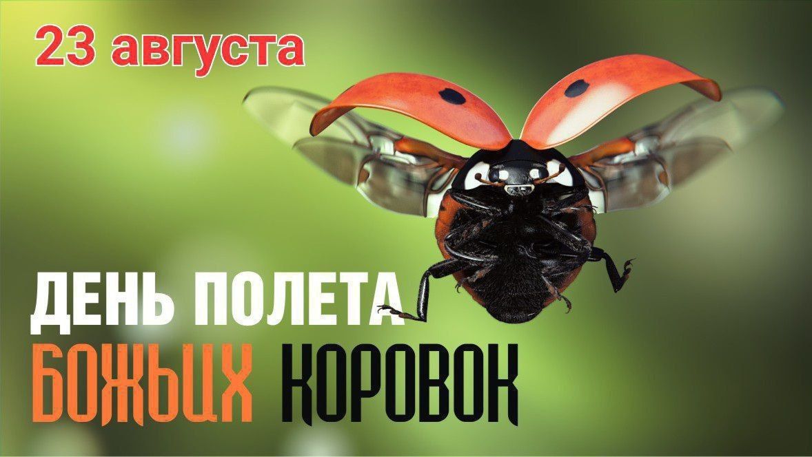 23 августа ДЕНЬ ПОЛЕТА БОЖЬИХ КОРОВОК