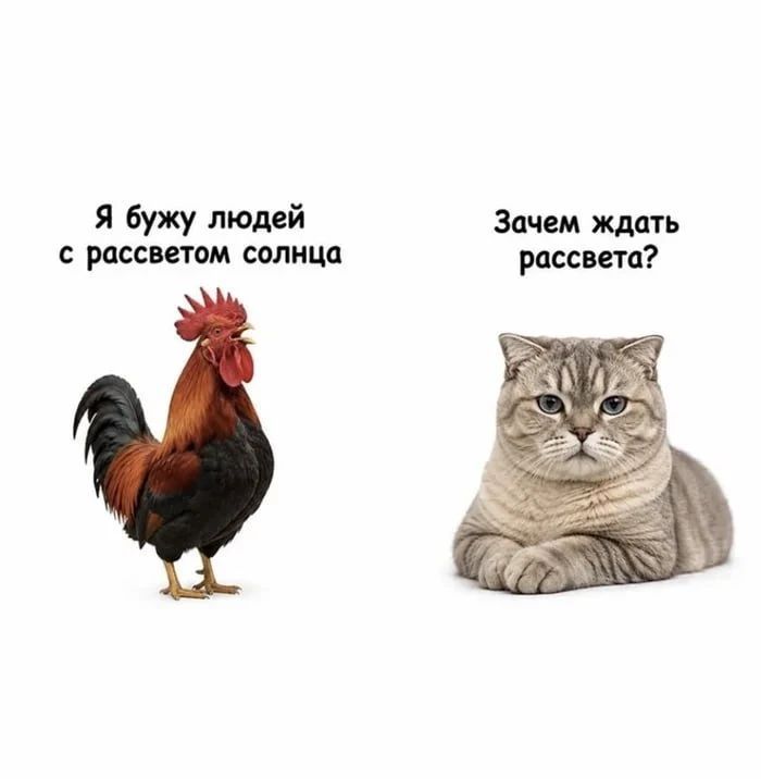 Я бужу людей с рассветом солнца. Зачем ждать рассвета?