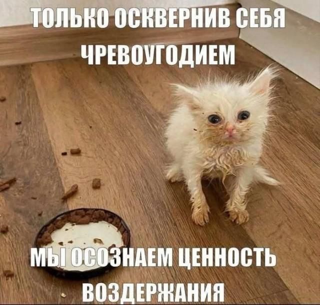 ТОЛЬКО ОСКВЕРНИВ СЕБЯ ЧРЕВОУГОДИЕМ МЫ ОСОЗНАЕМ ЦЕННОСТЬ ВОЗДЕРЖАНИЯ
