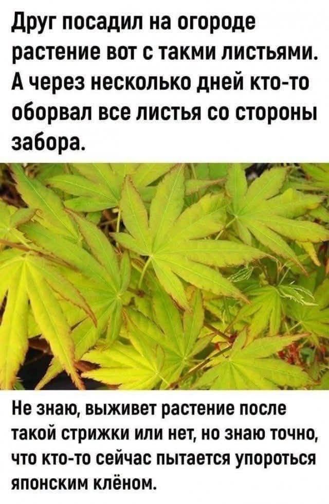 Друг посадил на огороде растение вот с такими листьями. А через несколько дней кто-то оборвал все листья со стороны забора. Не знаю, выживет растение после такой стрижки или нет, но знаю точно, что кто-то сейчас пытается упороться японским клёном.