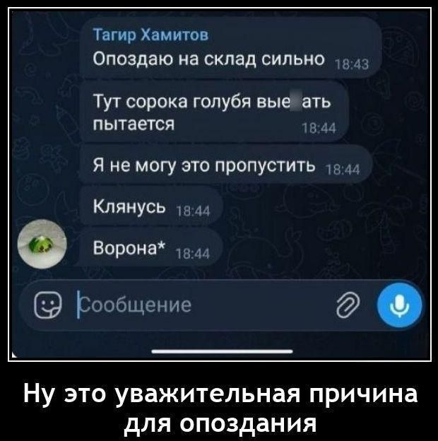 Тагир Хамитов: Опоздаю на склад сильно. Тут сорока голубя выебать пытается. Я не могу это пропустить. Клянусь. Ворона*. Ну это уважительная причина для опоздания.