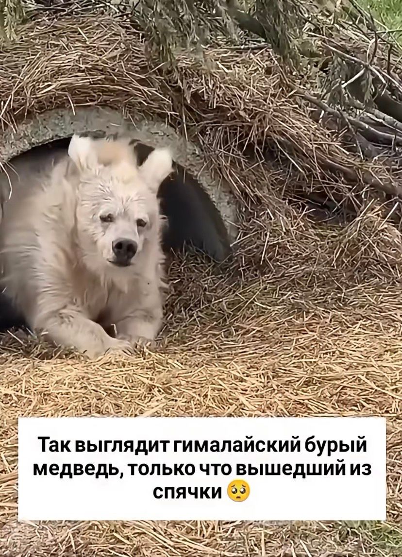 Так выглядит гималайский бурый медведь, только что вышедший из спячки 🥺